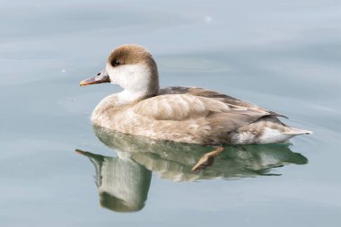 Gölde Türk fistione netta rufina ördek
