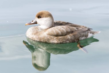 Gölde Türk fistione netta rufina ördek