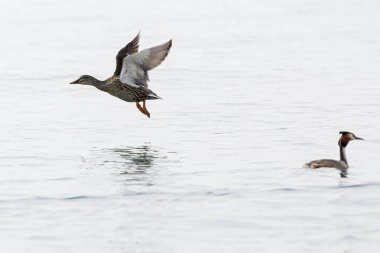 Göl üzerinde uçan ördek