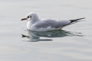 gölde yüzen martı