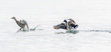 Göl üzerinde uçan ördek