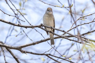Park ağaç üzerinde kadın ötleğen