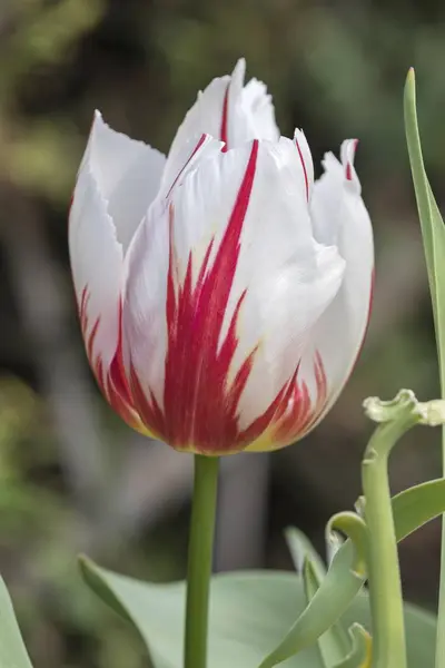 Белый Красный Тюльпан Цвету — стоковое фото
