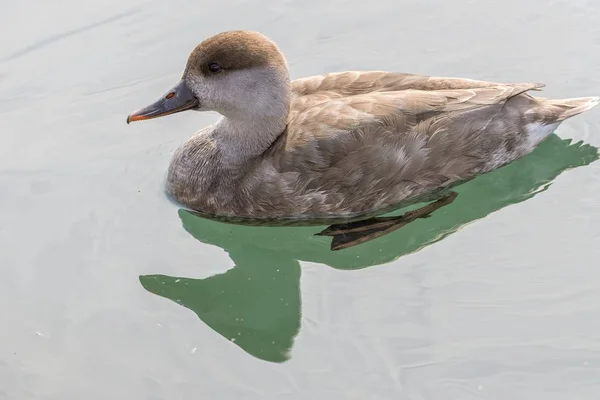 Turco Fistione Netta Rufina Pato Lago — Fotografia de Stock