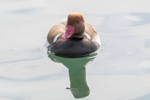 Turco Fistione Netta Rufina Pato Lago — Fotografia de Stock