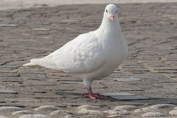 Göl Kenarında Yürüyen Beyaz Güvercin — Stok fotoğraf