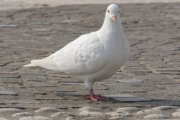 Pombo Branco Caminhando Lago — Fotografia de Stock