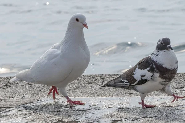 Gołębie Chodzenie Nad Jeziorem — Zdjęcie stockowe