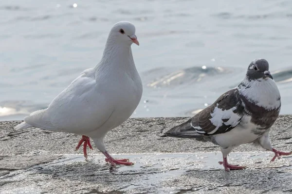 Duvor Som Går Vid Sjön — Stockfoto