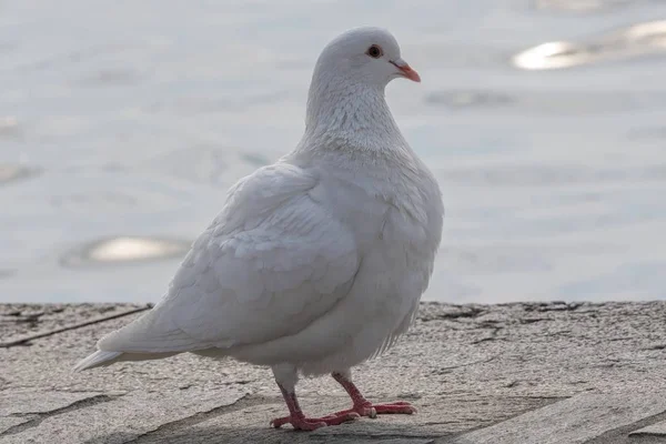 Pombo Branco Caminhando Lago — Fotografia de Stock