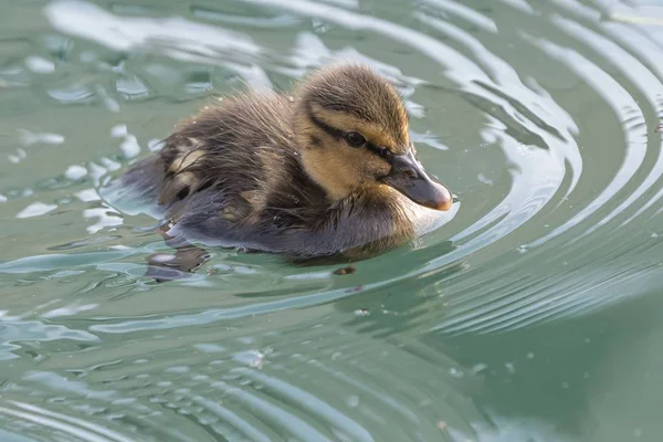 cute duckling on lake