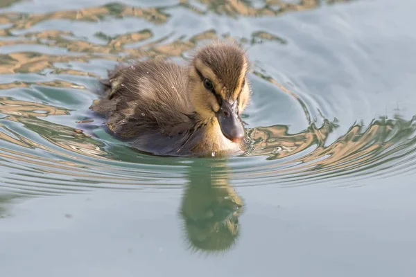 cute duckling on lake