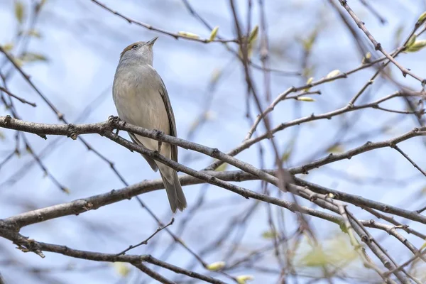 Female Blackcap Tree Park — Stock Photo, Image