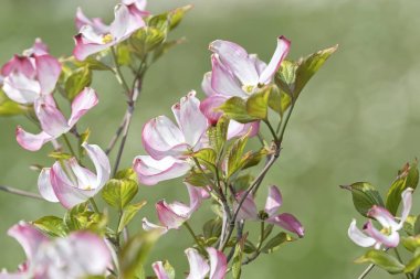Manolya çiçek ağaç üzerinde