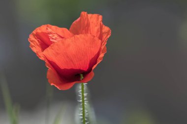 alanında vahşi gelincik