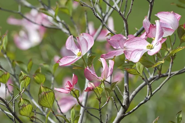 玉兰花树上 — 图库照片