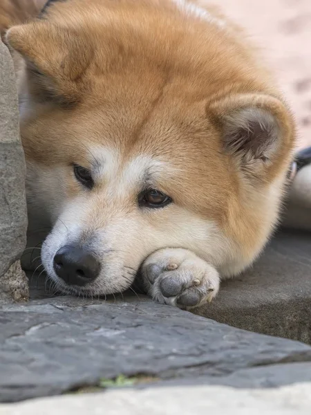 Adorável Cão Akita Parque — Fotografia de Stock