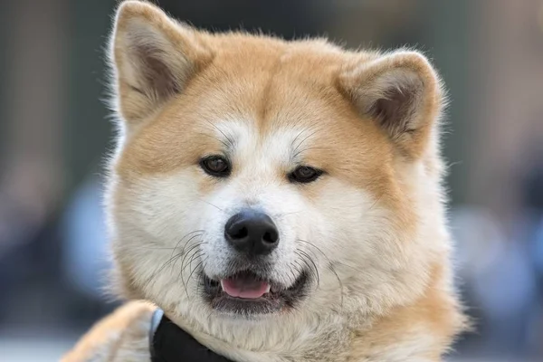 Bonito Adorável Akita Cão — Fotografia de Stock