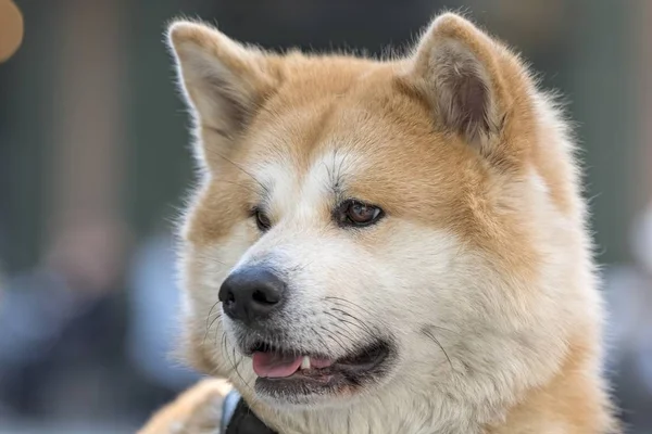 Parkta Sevimli Akita Köpek — Stok fotoğraf