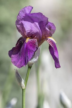 Iris Glayöl Çiçek bahçesinde