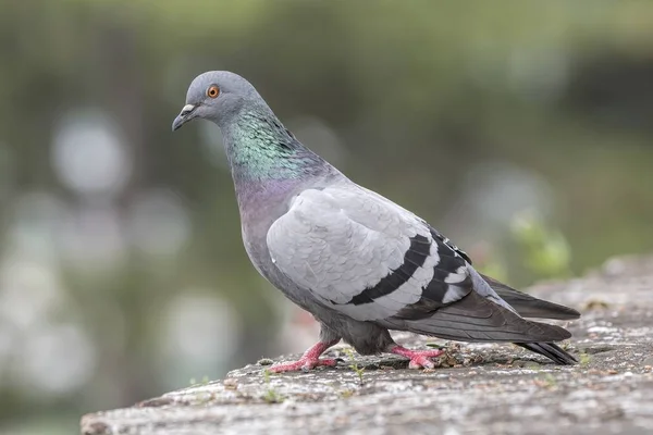 공원에서 비둘기 — 스톡 사진