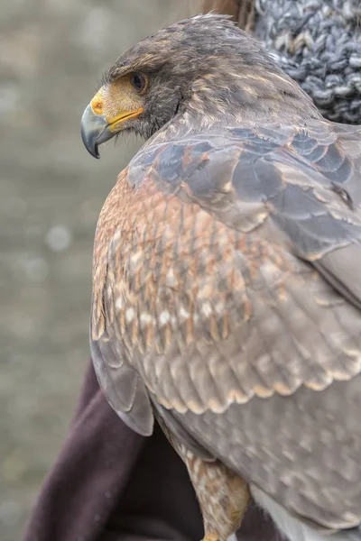 Beautiful Buzzard Curved Beak — Stock Photo, Image