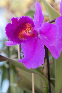 çiçek doğal pembe orkide