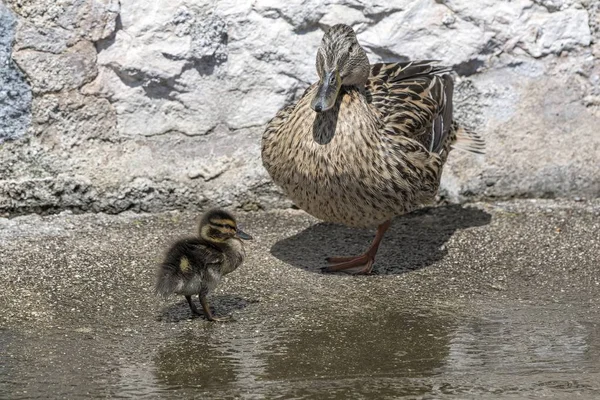 duck and duckling on lake