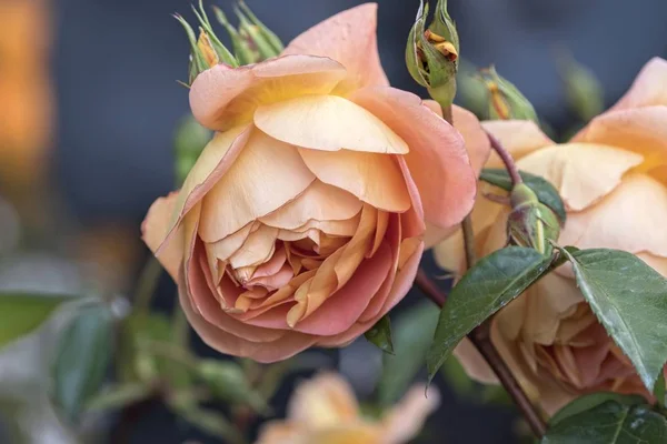 Růžová Růže Rostoucích Zahradě — Stock fotografie