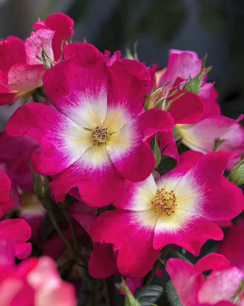 Rosarote Rose wächst im Garten — Stockfoto