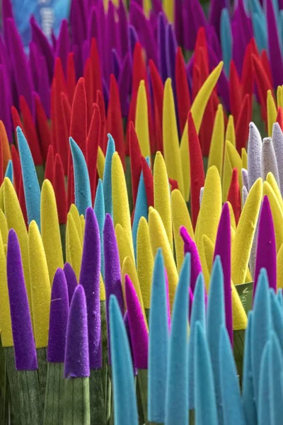 Colorida Flor Cilíndrica Sansevieria Jardín — Foto de Stock