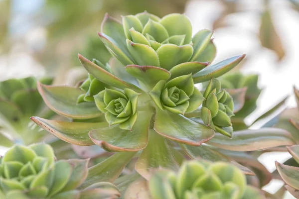 Sukkulente Blüht Der Vase — Stockfoto