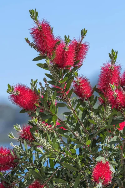 Callistemon Garden — Stock Photo, Image