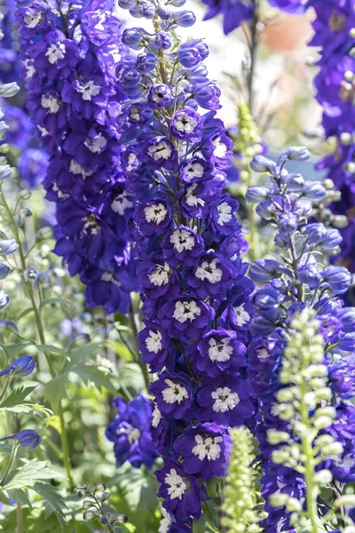 装飾のための紫色のデルフィニウムの花 — ストック写真