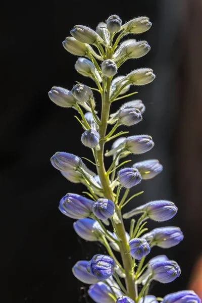 Lila Delphinium Blume Zur Dekoration — Stockfoto
