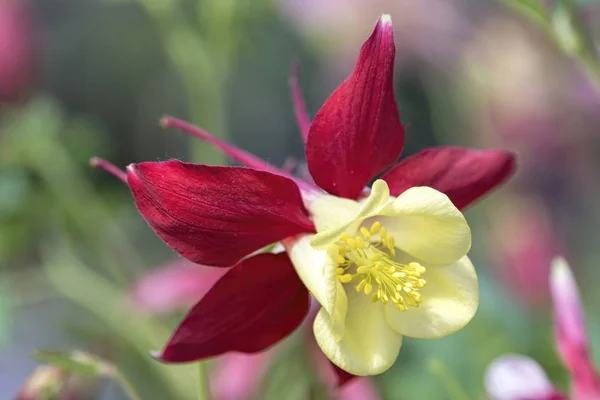 Aquilegia Květ Rozkvětu Zahradě — Stock fotografie