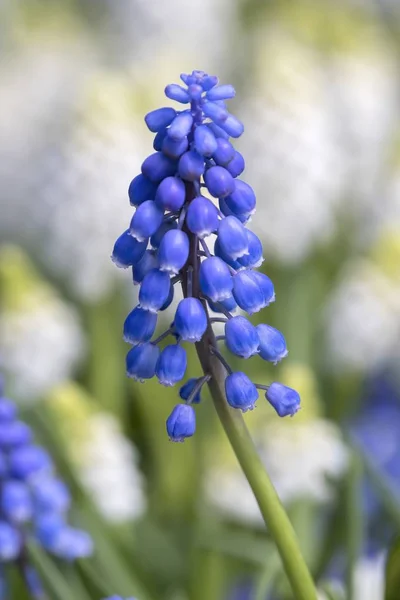 Hermosa Flor Temporada Primavera — Foto de Stock