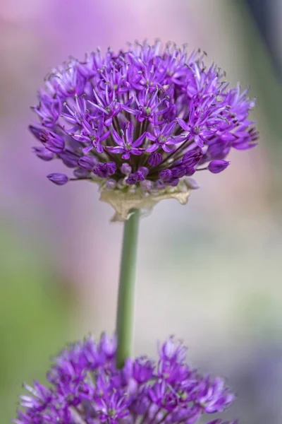 Allium Flor Jardín — Foto de Stock