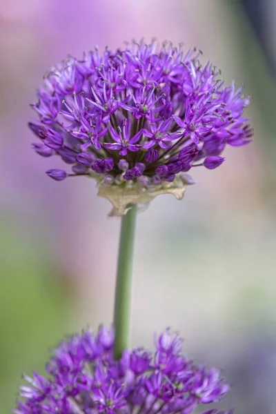 Allium Fiore Giardino — Foto Stock