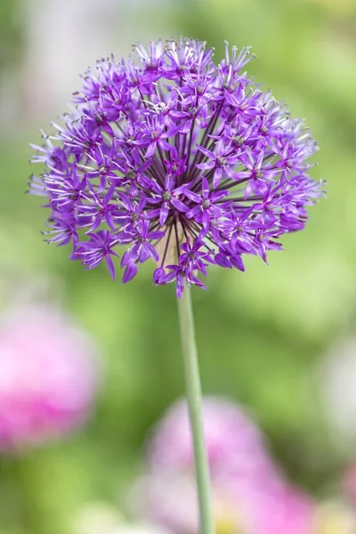 Allium Fiore Giardino — Foto Stock