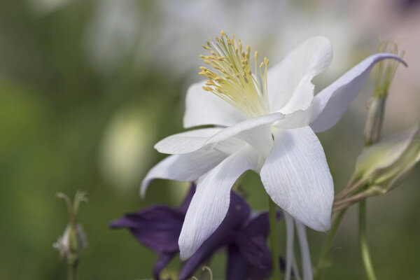 aquilegia цветение в саду