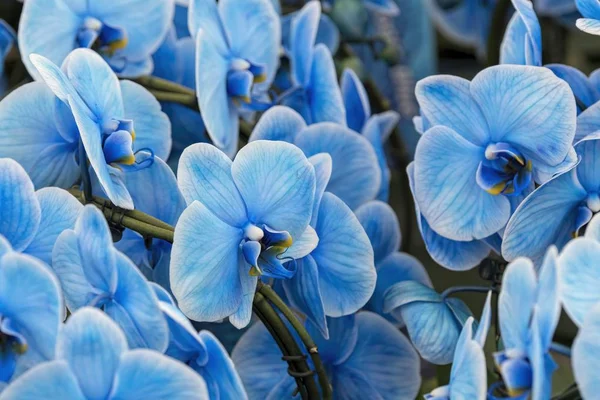 Scenic Blue Orchid Bloom Royalty Free Stock Photos