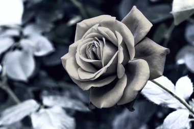 Bahçede büyüyen kırmızı gül