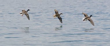 gölde uçan üç ördek