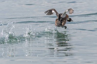 Büyük tepeli göl üzerinde uçan batağan