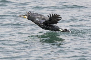 gölde uçan siyah karabatak