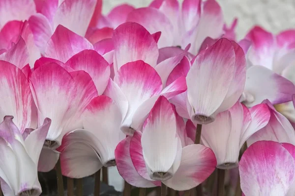 Rosa Cyclamen Blühen Frühling — Stockfoto