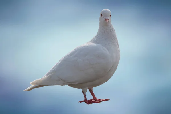 Piccione Bianco Isolato Sulla Consistenza — Foto Stock