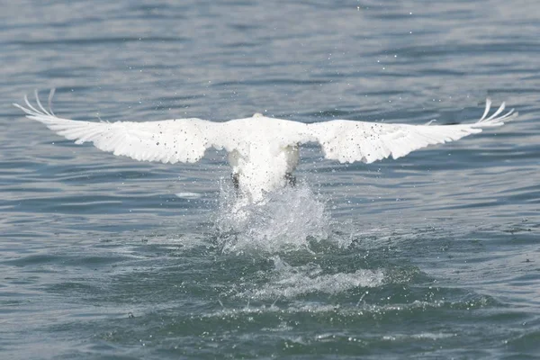 可爱的天鹅在湖上飞翔 — 图库照片