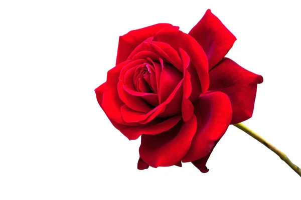 Красная роза растет в саду — стоковое фото